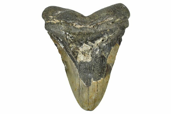 Bargain, Fossil Megalodon Tooth - North Carolina #371715